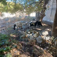 گوسفند بره دار بره هاش جفت نر هستن