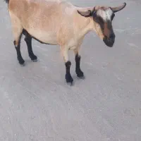 نری با مادر ای اغس|حیوانات مزرعه|قشم, |دیوار