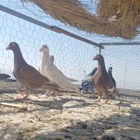 کفتر یا کبوتر پلاکی|پرنده|شیراز, وزیرآباد|دیوار
