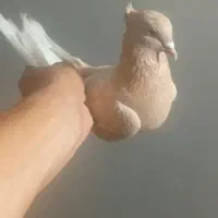 کبوتر