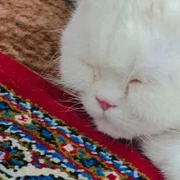 گربه نر جهت جفتگیری|گربه|بیرجند, |دیوار