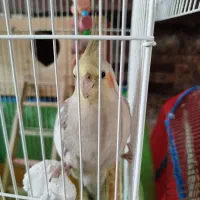 یک جفت عروس هلندی جوان و رام، نر سخنگو|پرنده|بندر انزلی, پاسداران|دیوار