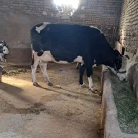 گاو کشتاری سیمنتال