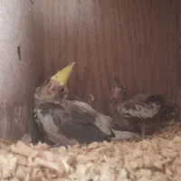 دوعددجوجه عروس هلندی|پرنده|نورآباد, |دیوار