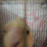 موک دختر و جوجه مردم(فروشی نمی باشد)