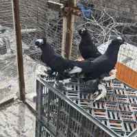 کبوتر ...|پرنده|تبریز, |دیوار