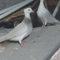 جفت طوقی