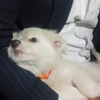 واگذاری سگ|سگ|قم, شهرک سازمان آب|دیوار