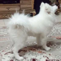 سامویید ماده|سگ|رشت, چله خانه|دیوار