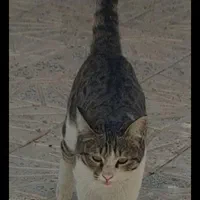 گربه ماده گمشده قم،بوستان الغدیر،بلوارغدیر،پردیسان|حیوانات|قم, پردیسان|دیوار