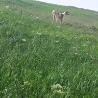 سگ ماده گله ای ونگهبان