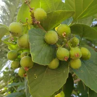 سپستون به قیمت مناسب داراب  فورگ روستای مُرز