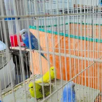 مرغ عشق|پرنده|دوگنبدان, |دیوار