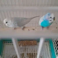 مرغ عشق جفت