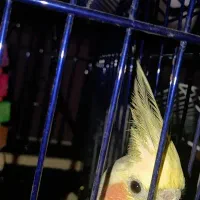 عروس هلندی|پرنده|آستارا, |دیوار