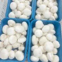 پخش انواع قارچ خوراکی