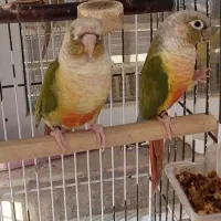 گرینچیک نژاد آناناسی