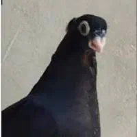 دو جفت کبوتر