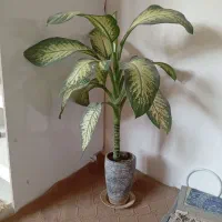 گل دیفن باخیا