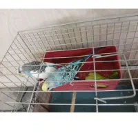 یک جفت مرغ عشق سالم و بازیگوش