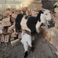 بز بزغاله دار