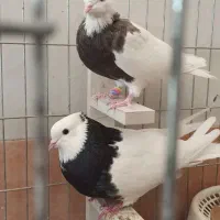 جفت کبوتر طوقی