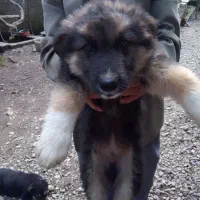 ۴عدد توله سگ ۲ماهه