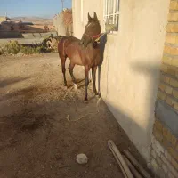 کره نریان