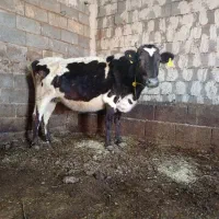 گاو گوساله ابستن