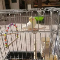 عروس هلندی|پرنده|ری, سرتخت|دیوار