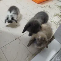 فروش ۳ عدد خرگوش لوپ خشکل