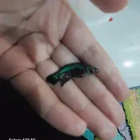 ماهی فایتر نر و ماده کلکسیونی و آکواریوم|ماهی|گرگان, |دیوار