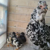 تعدادی مرغ گلین