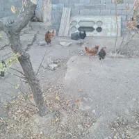 ۶۰ عدد مرغ و۷ عددخوروس یک جا به فروش میرسد