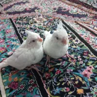 جوجه عروس هلندی آلبینو