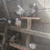 کبوتر