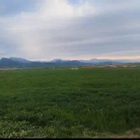 اجاره زمین زراعی دیم