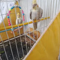 یک جفت عروس هلندی