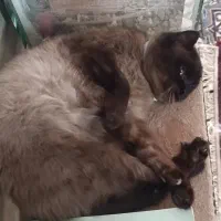 گربه سیامی نر تایلندی|گربه|سبزوار, توحیدشهر|دیوار