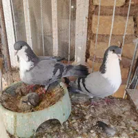 کبوتر خوشگل