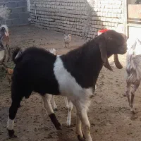 نر بز پاکستانی۲ساله چند قلوزا|حیوانات مزرعه|شیروان (خراسان), |دیوار