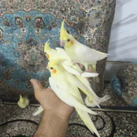 تعدادی جوجه عروس هلندی لوتینو چشم شرابی