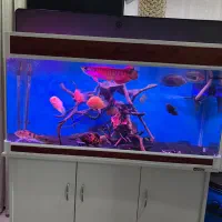 آکواریوم شرکتی ماهیران طول ۱۲۰