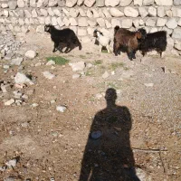 ۴عددبزغاله ۳نرویک ماده بفروش میرسد