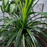 گل اپارتمانی پاندانوس