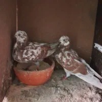 کبوتر|پرنده|رشت, استقامت ۱|دیوار