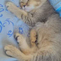 بچه گربه بریتیش گلد