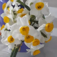 تجاری