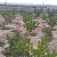 فروش فوری باغ|فروش دفتر صنعتی، کشاورزی، تجاری|بسطام, |دیوار