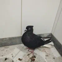 کبوتر دم سفید ماده
